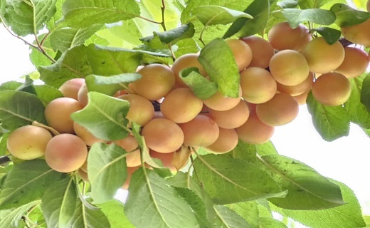 روزهای میوهای در دره گردشگری تجنود زیرکوه + تصاویر روزهای میوهای در دره گردشگری تجنود زیرکوه + تصاویر