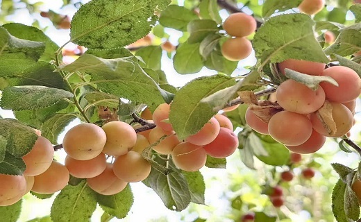 روزهای میوهای در دره گردشگری تجنود زیرکوه + تصاویر روزهای میوهای در دره گردشگری تجنود زیرکوه + تصاویر
