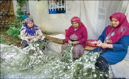 گیلان قطب تولید پیله تر ابریشم گیلان قطب تولید پیله تر ابریشم