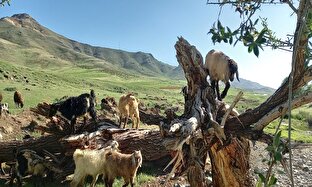 طبیعت زیبای روستای گلالی - ردپای انسان در طبیعت