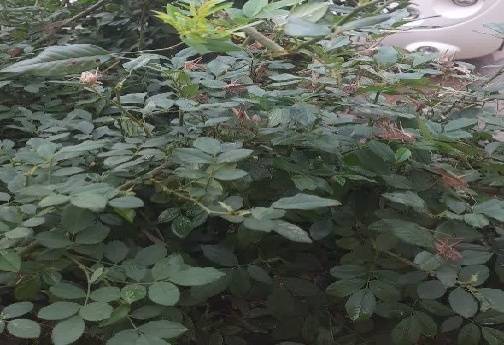 هجوم بی&zwnj;سابقه ملخ&zwnj;ها به خرم&zwnj;آباد؛زنگ خطر برای سلامت محیط زیست و امنیت غذایی