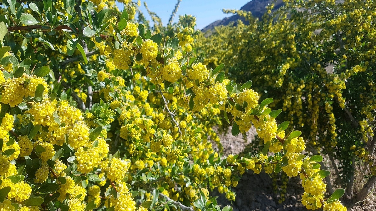 بهار طلایی در اَفین