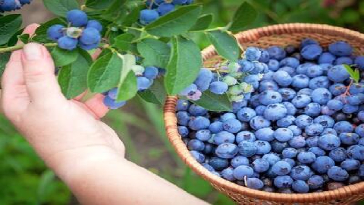 برداشت گل گاوزبان از مزارع زیرکوه + فیلم