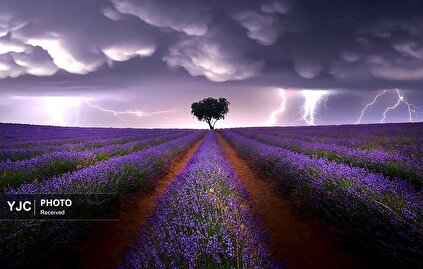 منتخب عکس‌های جهان در هفته گذشته / ۸ خرداد ۱۴۰۴