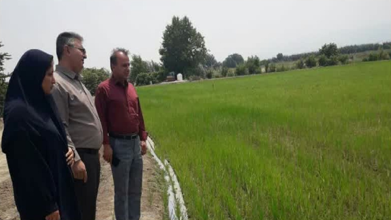 خشکه کاری برنج راهکاری موثر برای صرفه جویی آب