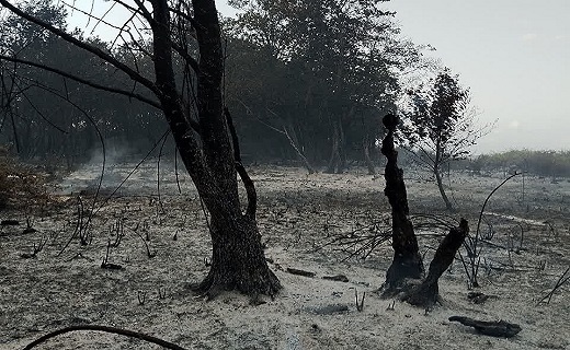 آتش&zwnj;سوزی پارک ملی بوجاق مهار شد