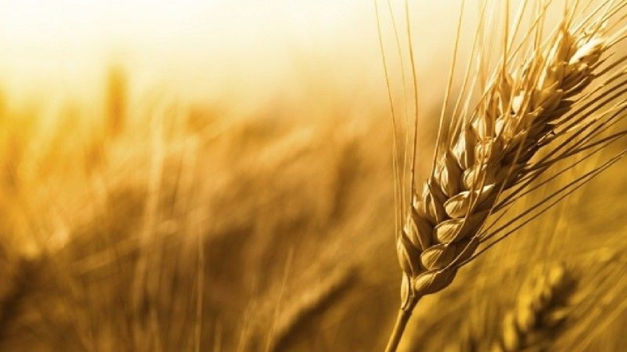 ۷۲ هزار تن گندم از کشاورزان لرستانی خریداری شد