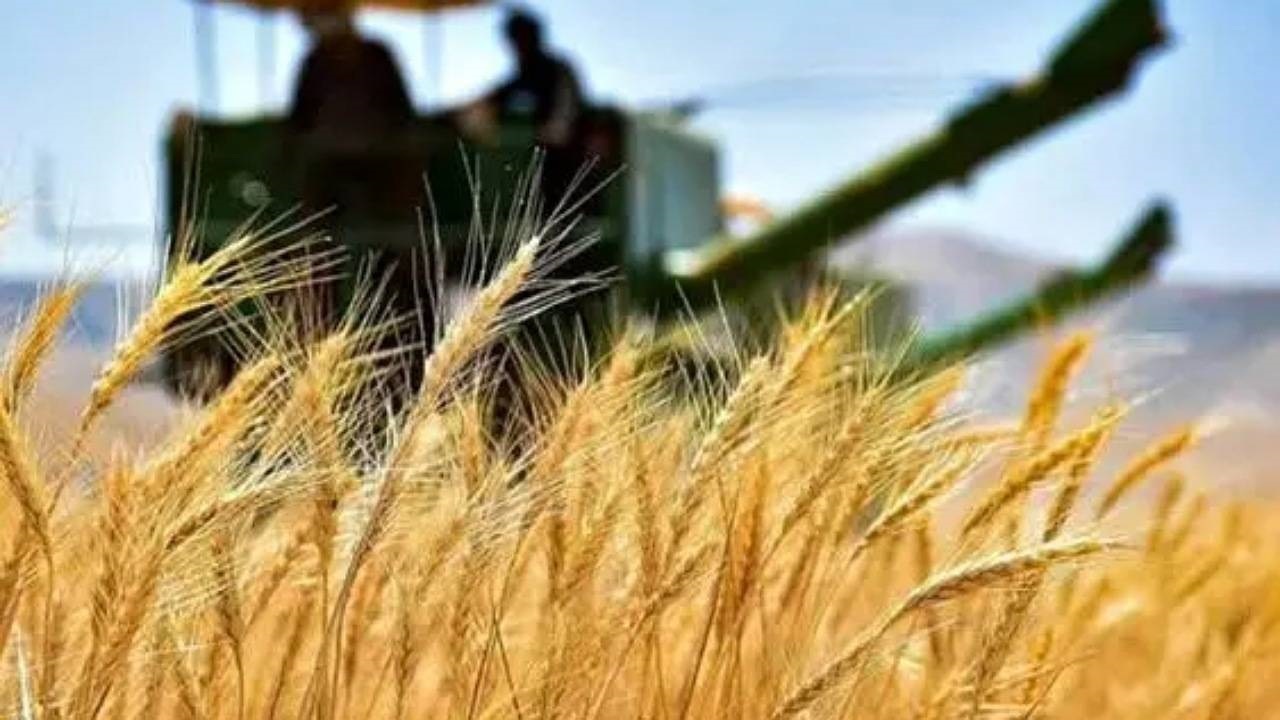 تحویل ۱۲۷ هزار تن گندم در کردستان