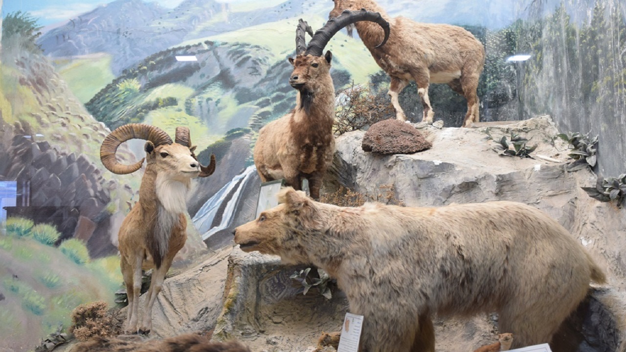 ۲۰ نمونه تاکسیدرمی به موزه تاریخ طبیعی اردبیل اضافه شد