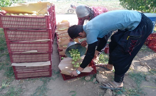 برداشت میوه شلیل و زردآلو در روستای خورهشت+ فیلم