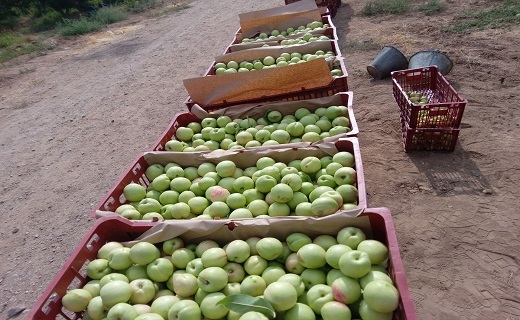 برداشت میوه شلیل و زردآلو در روستای خورهشت+ فیلم
