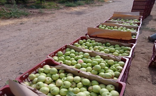 برداشت میوه شلیل و زردآلو در روستای خورهشت+ فیلم