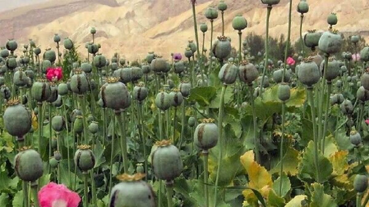 باشگاه خبرنگاران -محموله بزرگ مواد مخدر در زردین کشف شد