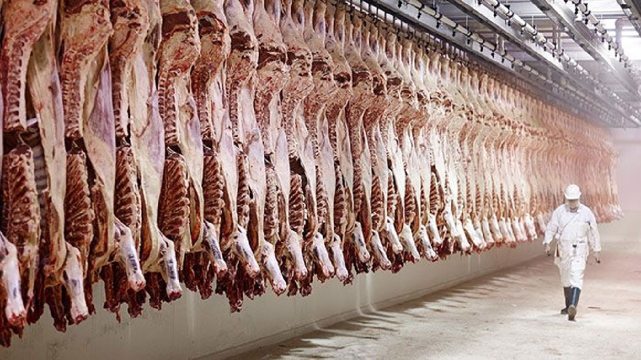 لرستان پایلوت اجرای طرح جهش تولید گوشت قرمز