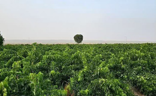 برداشت انگور در زیرکوه