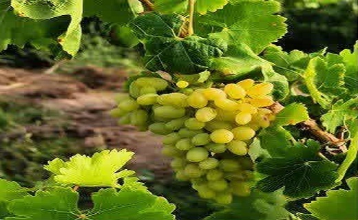 برداشت انگور در زیرکوه