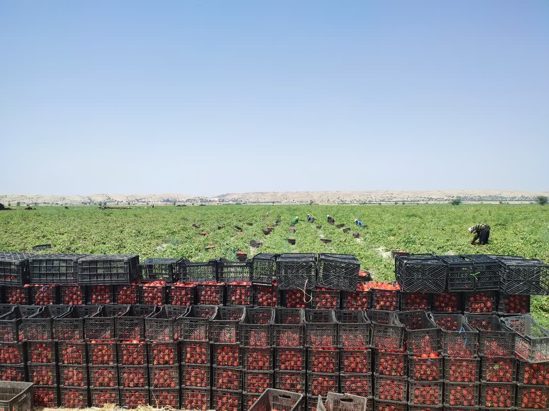 برداشت گوجه فرنگی
