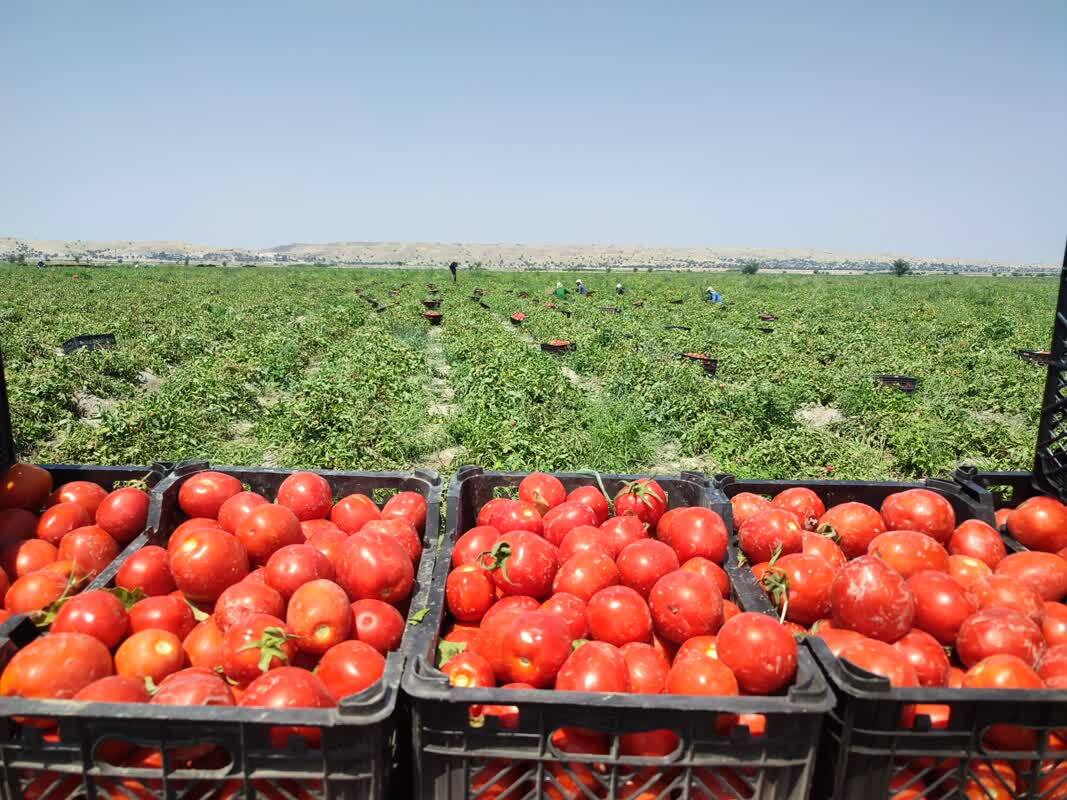 برداشت و صادرات گوجه فرنگی از کازرون