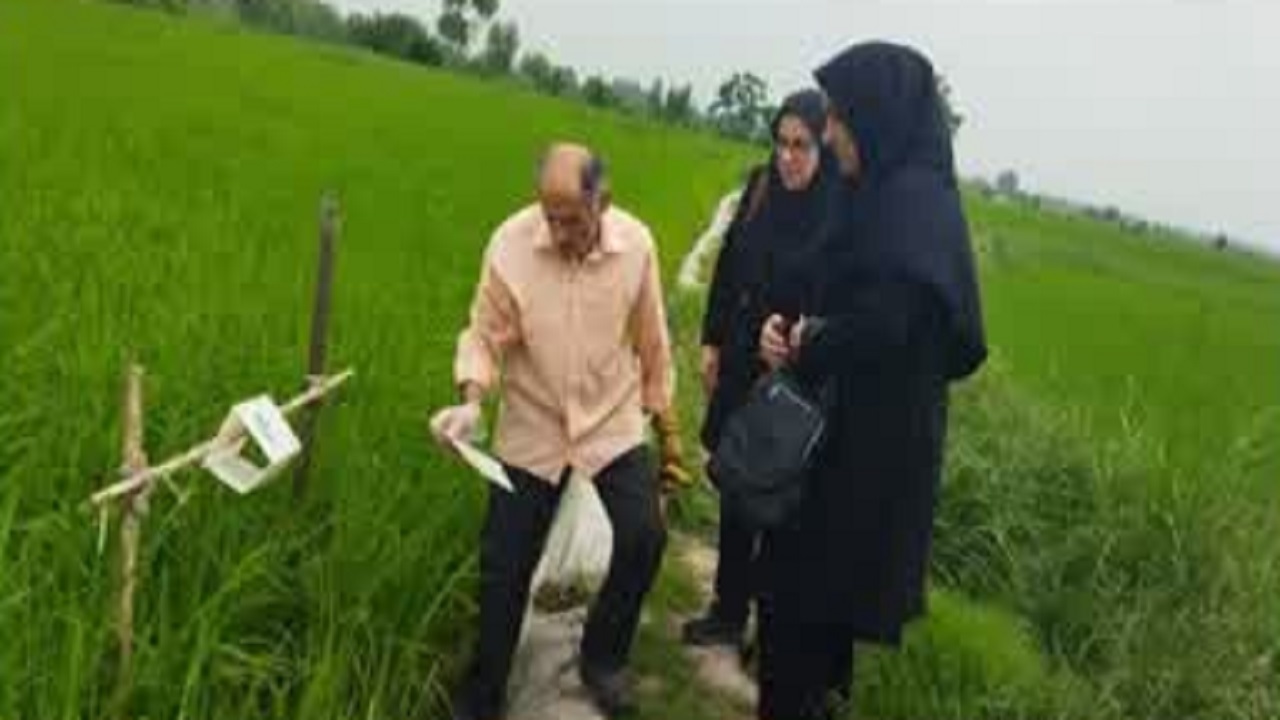 اجرای طرح جهش تولید در شالیزار‌های آمل