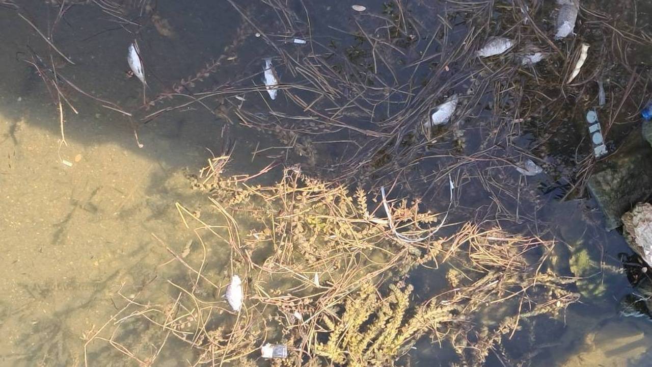گرمای هوا و کمبود اکسیژن  عامل مرگ ماهی های تالاب زریوار