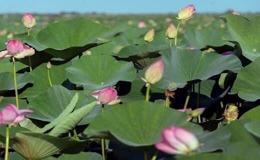 گلدهی لاله&zwnj;های تالابی در بندر انزلی