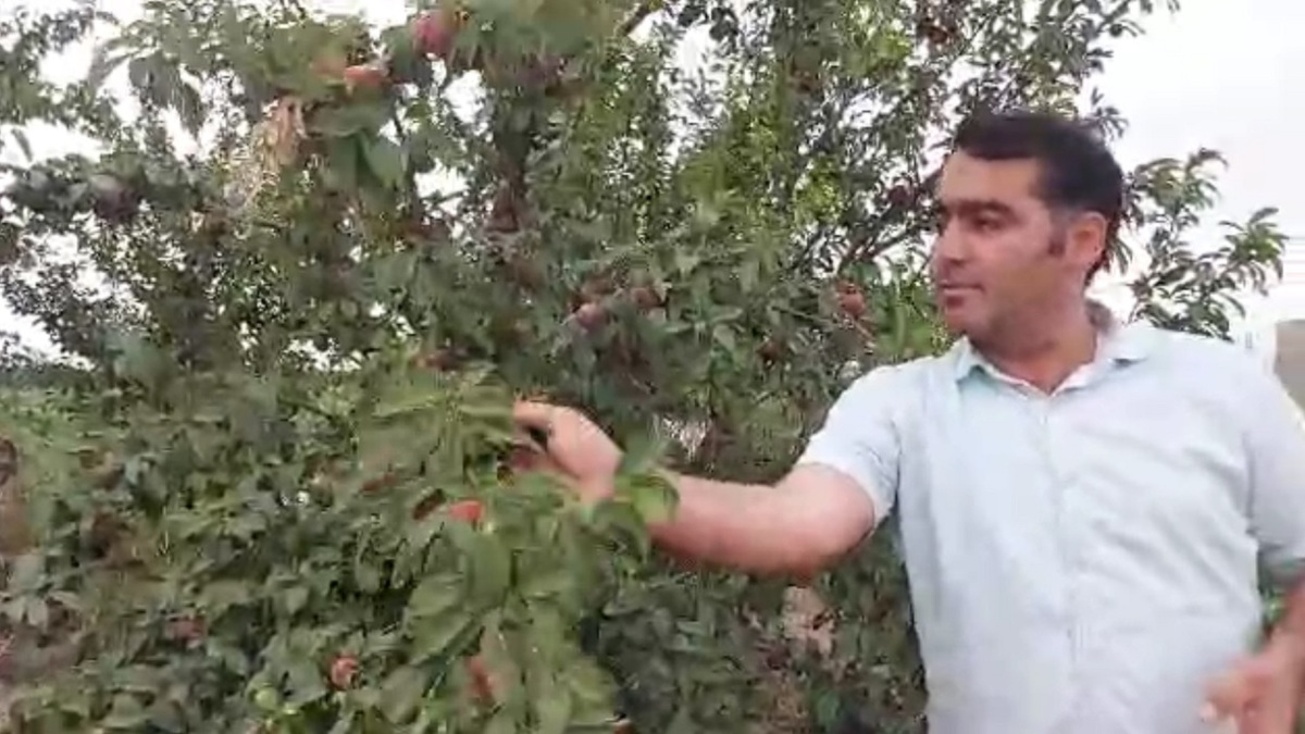 باشگاه خبرنگاران -برداشت میوه آلو در روستای جوهرین+ فیلم
