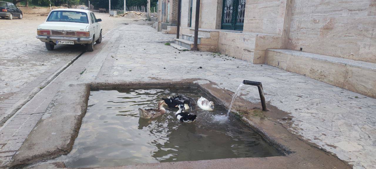 آب تنی اردک ها در روستای گردشگری توآباد
