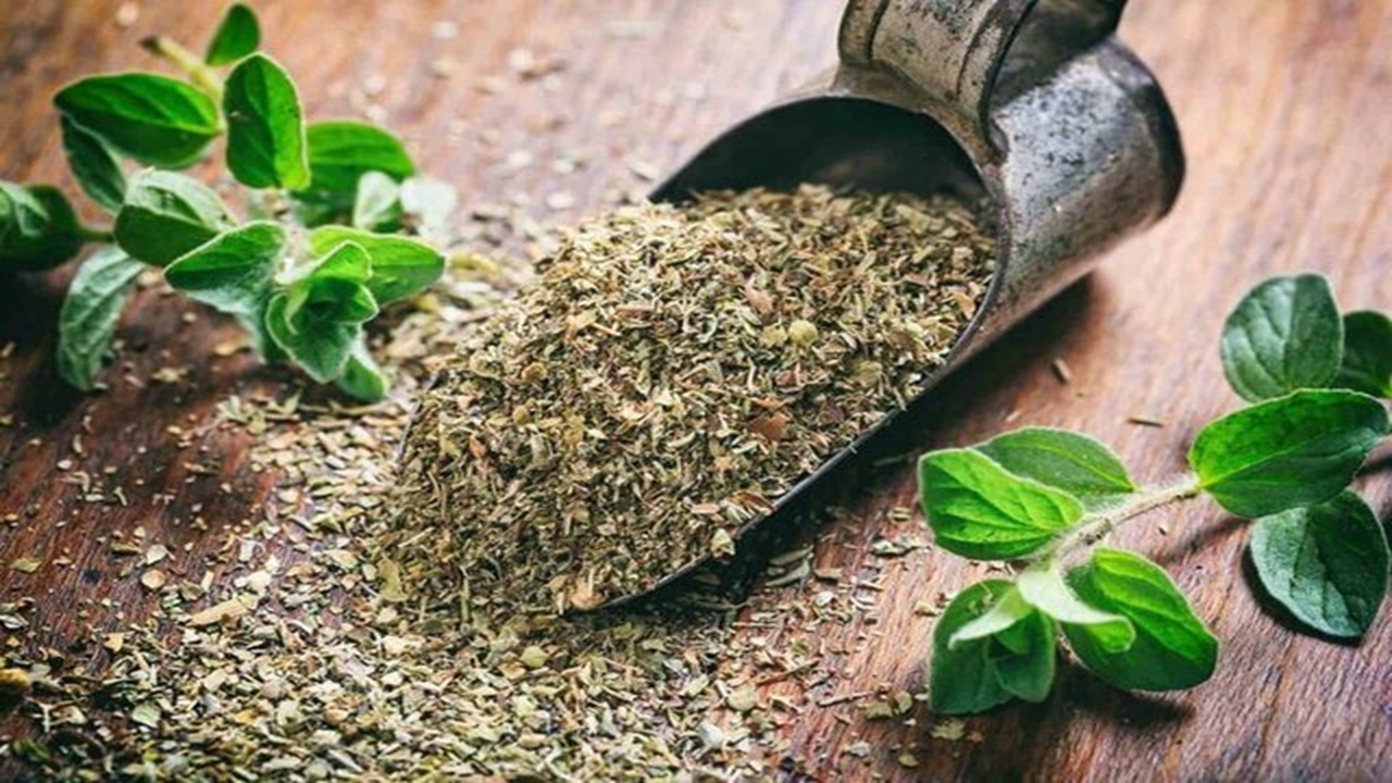 آویشن؛ گیاه دارویی مؤثر برای آروغ‌های بدبو و هضم غذا‌های سنگین