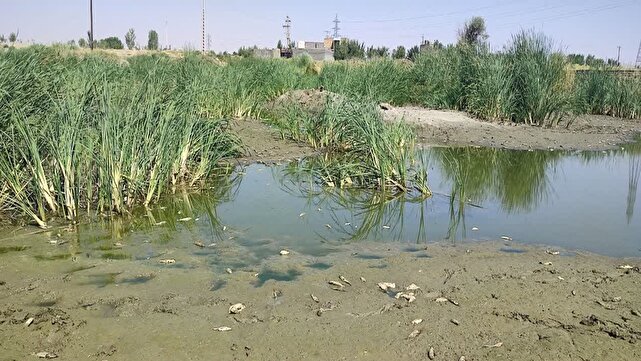 نگرانی دوستداران محیط زیست از تلف شدن ماهی&zwnj;ها