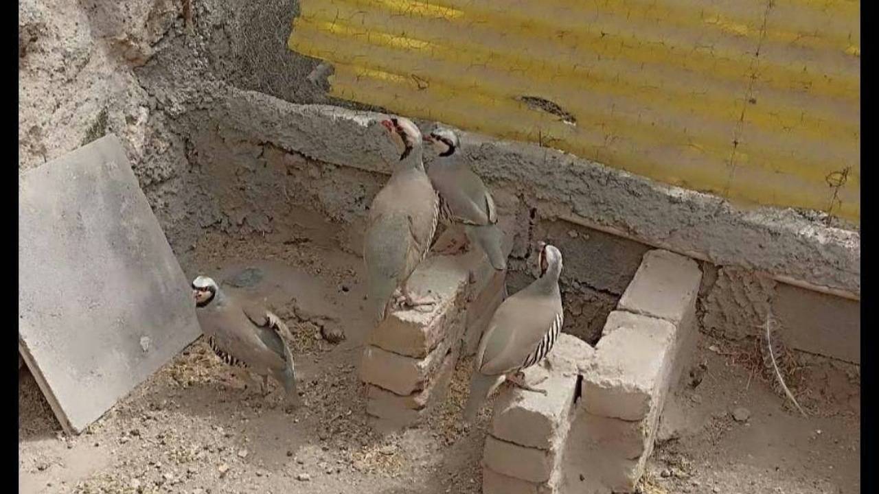 سوداگر کبک درفضای مجازی در قروه شناسایی شد