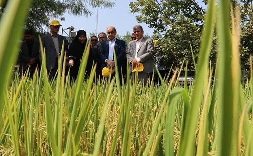رونمایی از ۳ گونه جدید پرمحصول برنج ایرانی در رشت