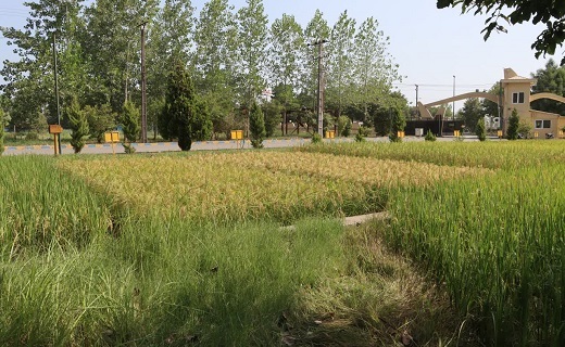رونمایی از ۳ گونه جدید پرمحصول برنج ایرانی در رشت