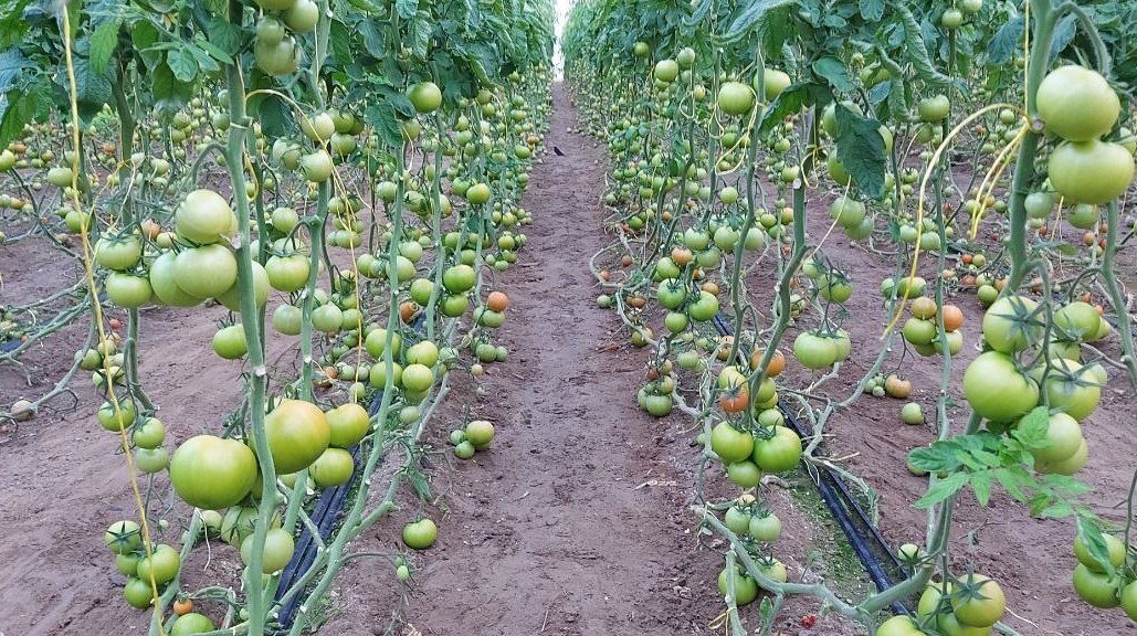 زهک بهشتی در جهنم خشکسالی حکایت مردمانی با اراده پولادین سینه سپر کرده در&nbsp; برابر خشکسالی ها