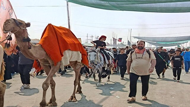 فیلمی از حرکت نمادین کاروان امام حسین (ع) بعد از واقعه کربلا