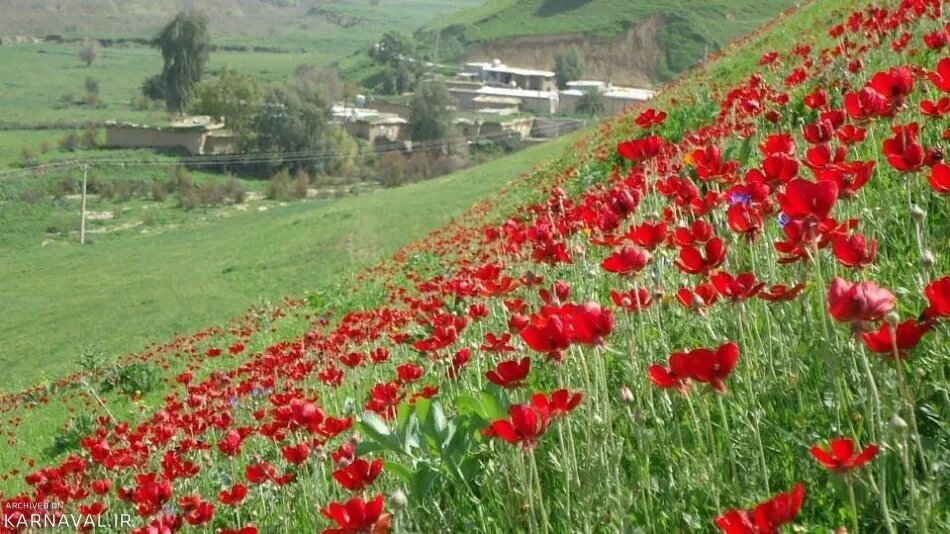 دشت سوسن دشت سوسن