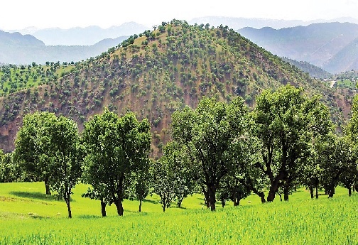 از پرندگان مهاجر تا گیاهان بومی؛ شگفتی&zwnj;های تنوع زیستی در جنگل&zwnj;های زاگرس لرستان/ لطفا فردا صبح منتشر بشه