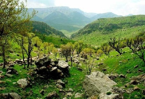 از پرندگان مهاجر تا گیاهان بومی؛ شگفتی&zwnj;های تنوع زیستی در جنگل&zwnj;های زاگرس لرستان/ لطفا فردا صبح منتشر بشه