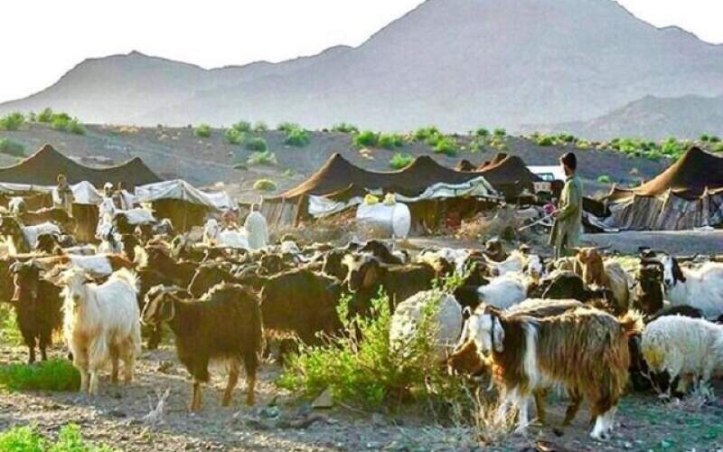 مرز فرصتی برای احیای ظرفیت&zwnj;های دامداری در سیستان و بلوچستان /سقوط دامپروری در باتلاق خشکسالی و بارقه&zwnj;هایی برای نجات