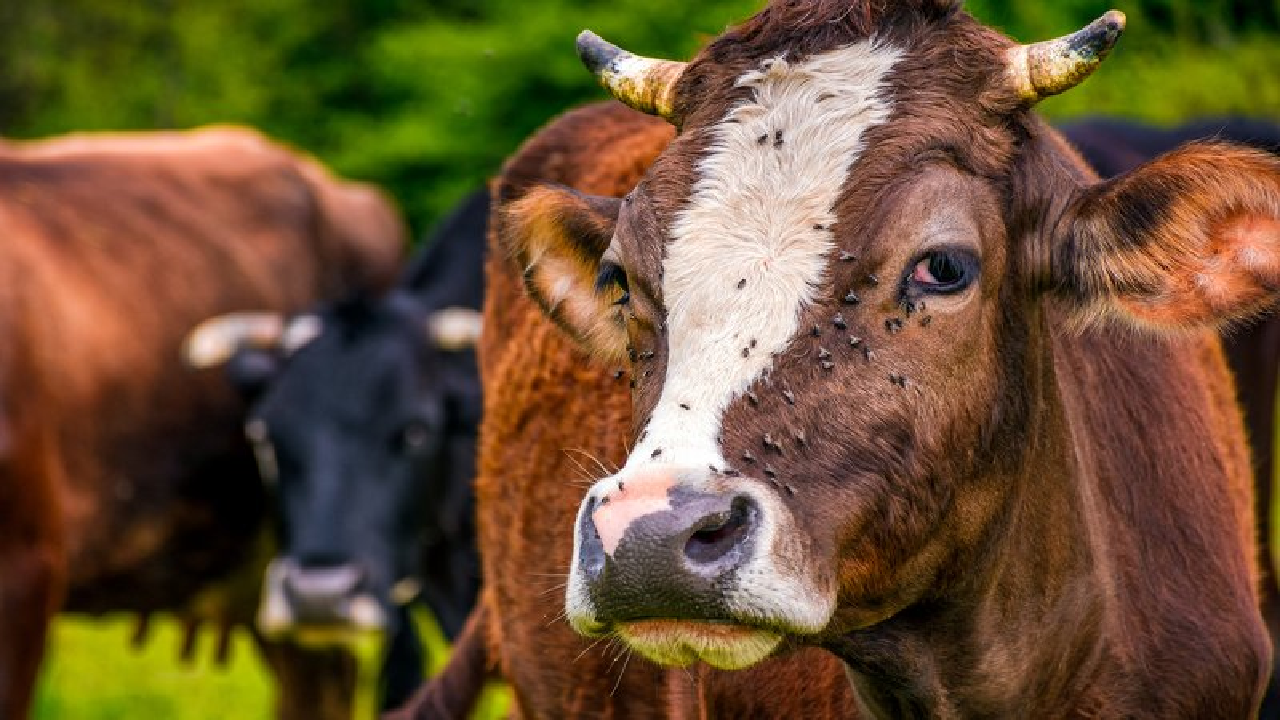 هجوم مگس‌های گوشتخوار به مکزیک و آمریکا + فیلم
