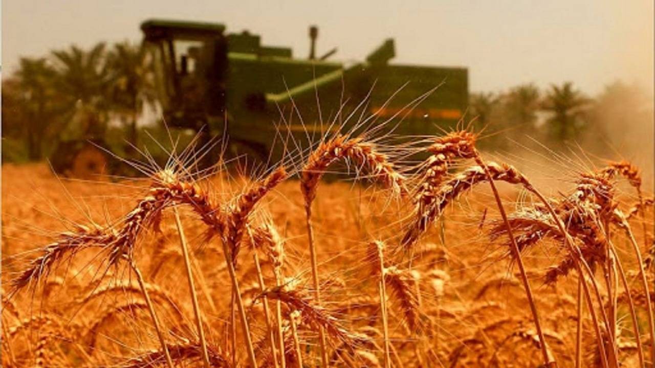 پرداخت نیمی از مطالبات گندمکاران کردستانی