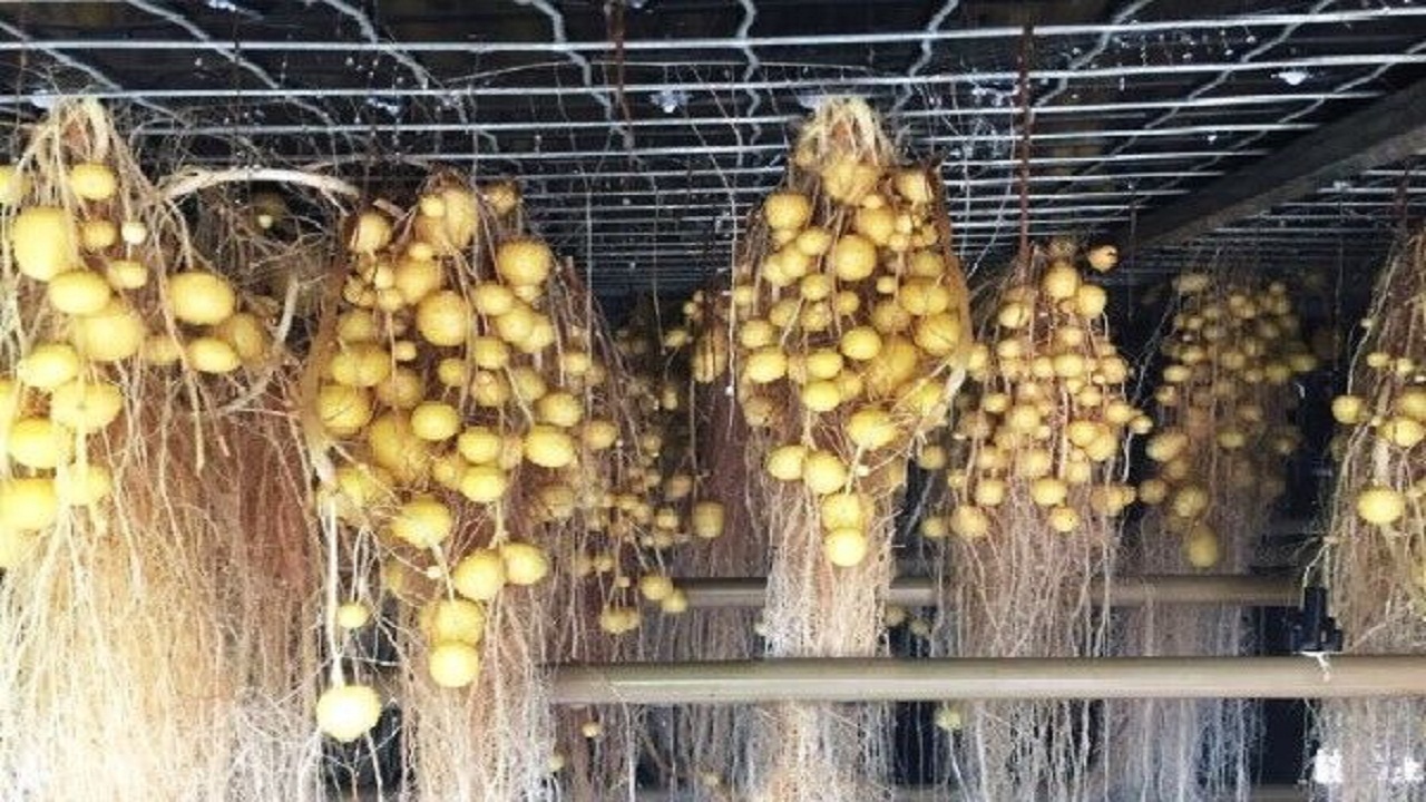 تحول در تولید مینی تیوبر با روش ایروپونیک در چهارمحال و بختیاری + فیلم