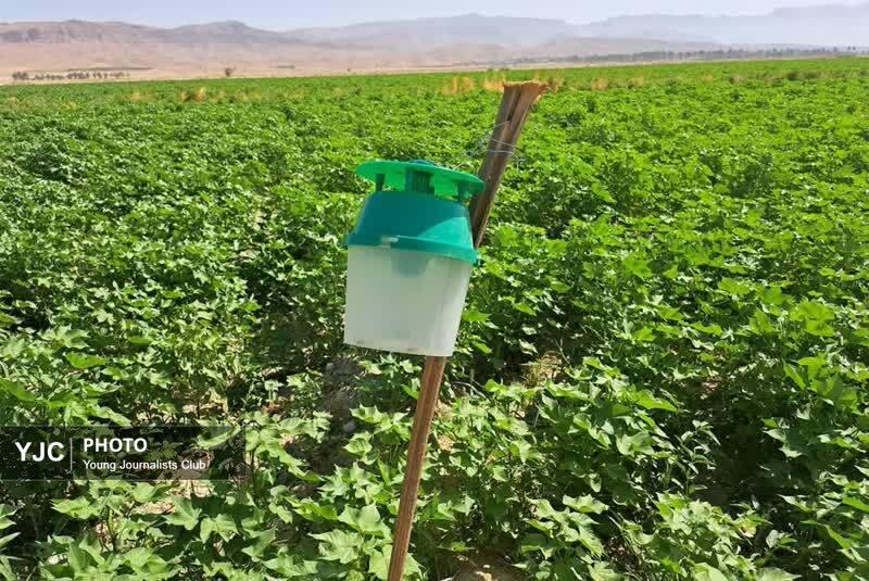 پایش و ردیابی مستمر آفت قرنطینه&zwnj;ای کرم برگ&zwnj;خوار پاییزه