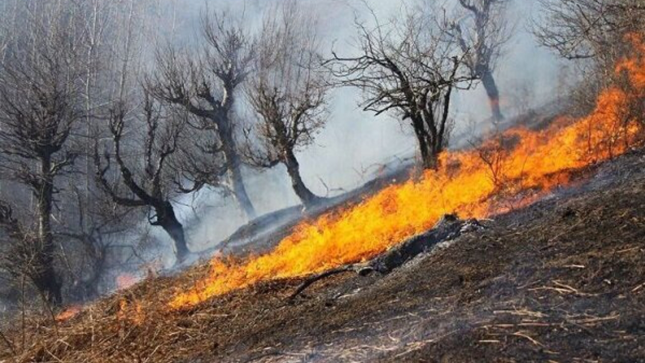 آتش‌سوزی در کمین جنگل‌های لرستان