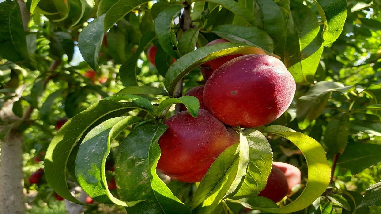 ساوجبلاغ، قطب تولید میوه&zwnj;های هسته&zwnj;دار کشور در تب و تاب برداشت