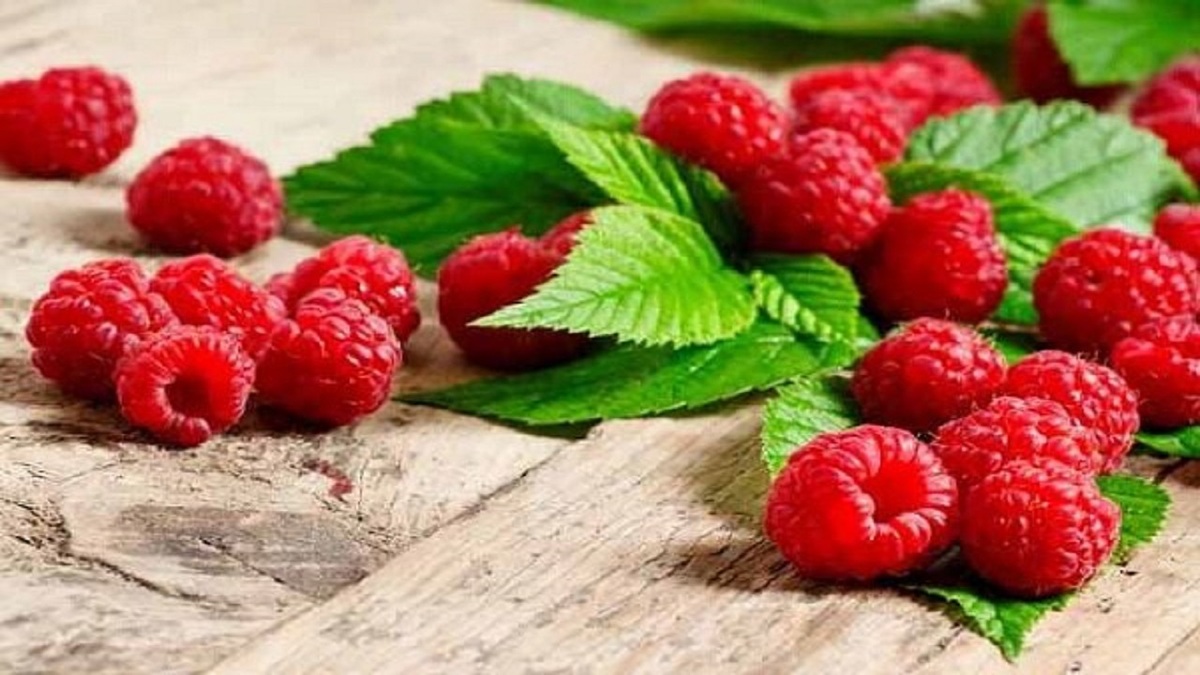 باشگاه خبرنگاران -راز جوانی، حافظه قوی و لاغری در یک میوه کوچک