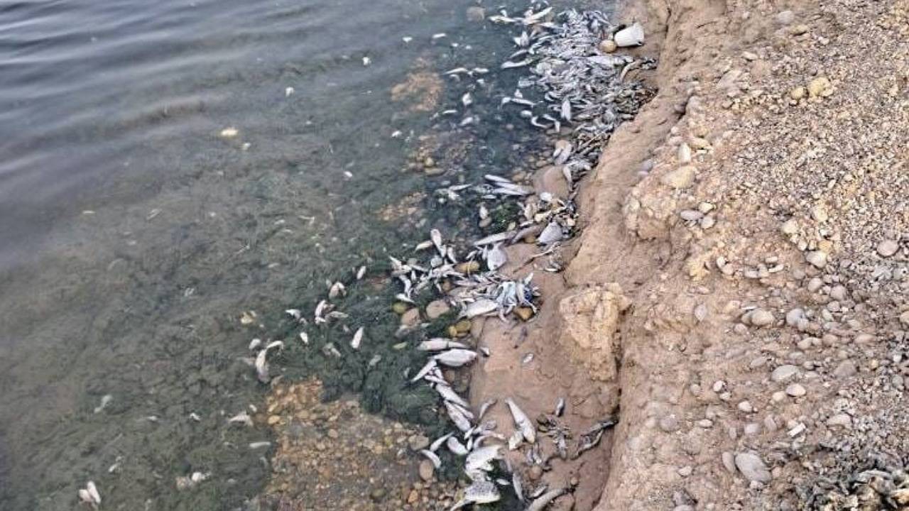 افزایش مواد آلی علت مرگ و میر ماهیان سد شهید کاظمی سقز است