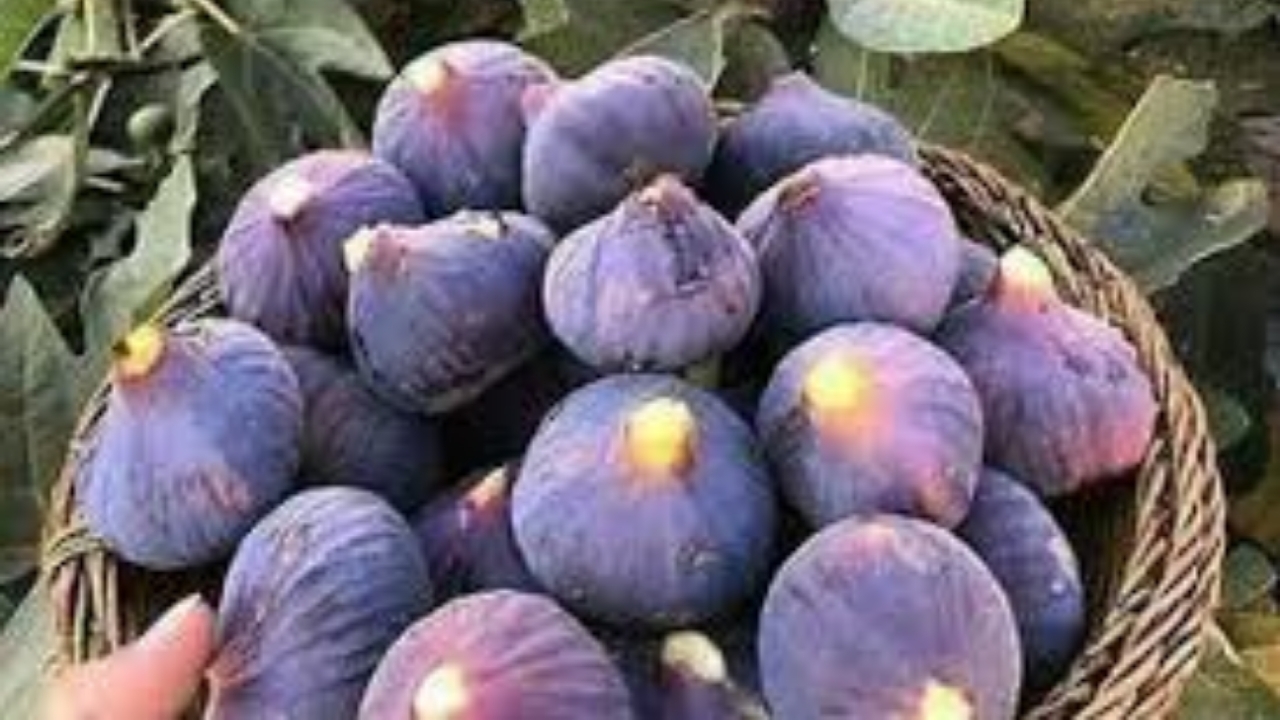 بحران آب در سرزمین انجیر سیاه