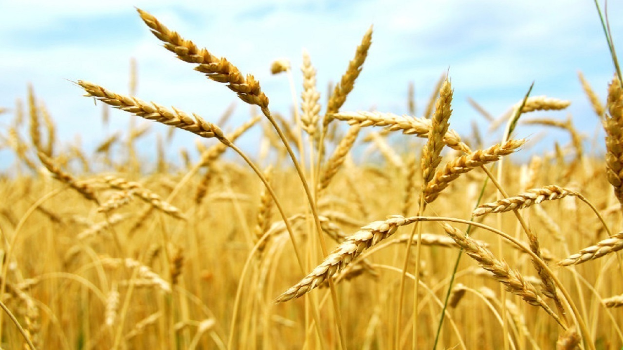 پرداخت بیش از یک ونیم همت از مطالبات گندمکاران گلستانی