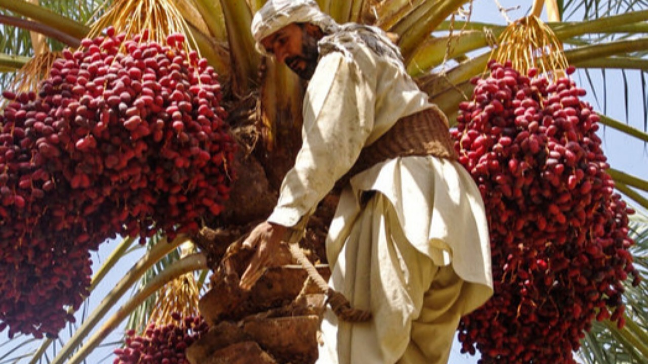 ضایعات خرما، گنجی سودآور که به زباله تبدیل می شود