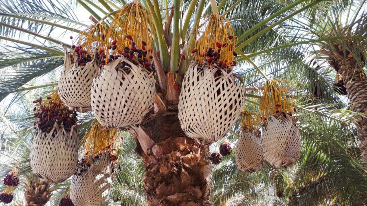 ضایعات خرما گنجی پنهان که دور ریخته می شود /گنجی سود آور که به زباله تبدیل می شود /فرصتی از دست رفته برای اقتصاد محلی